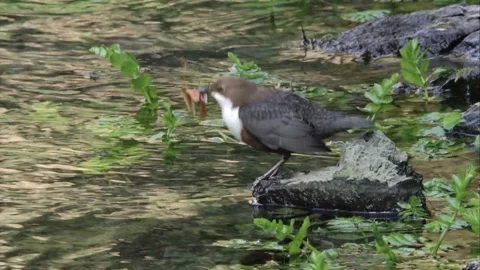 Dipper collects nesting material Stock Footage 246852446