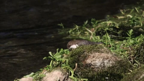 Dipper collects nesting material Stock Footage 246852553