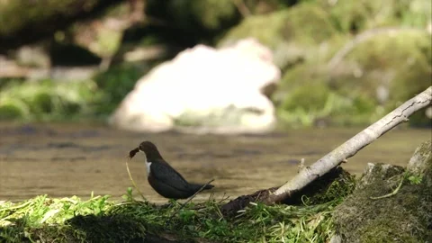 Dipper collects nesting material Stock Footage 249068793
