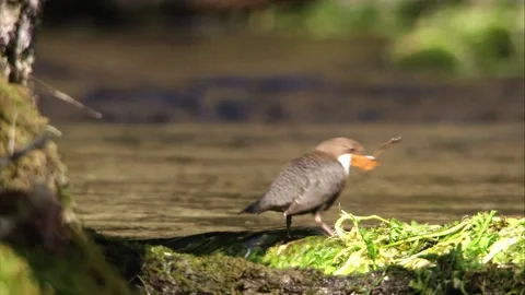  Dipper collects nesting material Stock Footage 249068812