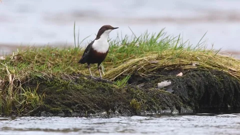 Dipper displaying courtship behaviour by river Usk Stock Footage 121676075