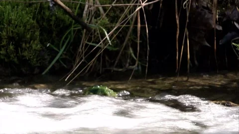 Dipper dives into the water Stock Footage 249069029