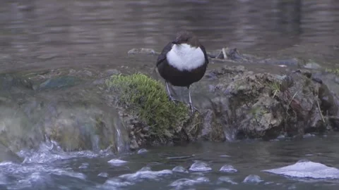 Dipper dives into the water Stock Footage 263189541