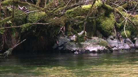 Dipper is drinking and going into the water Stock Footage 253168842