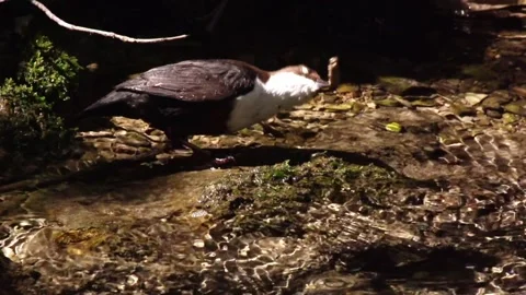Dipper feeding behavior – removing caddis larva from cocoon Vidéo 319003811