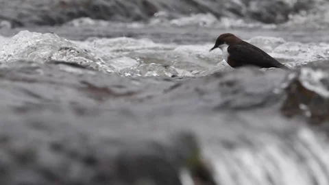 Dipper feeding behaviour in river Usk Stock Footage 121675756