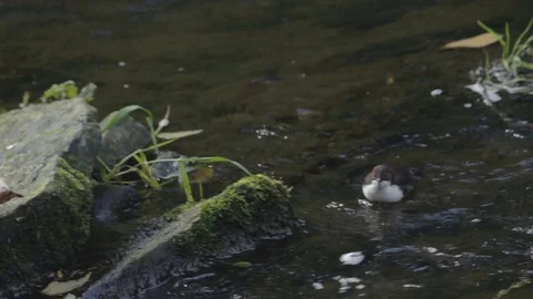 Dipper Feeding at a River Stock Footage 91375991