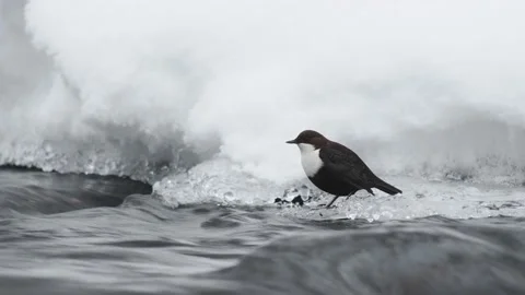 Dipper on the icy edge of a streaming river Video stock 166920829