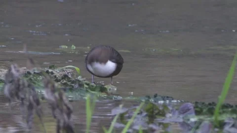 Dipper is looking for food Stock Footage 263189499