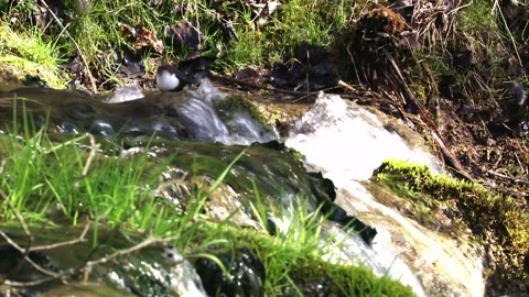 Dipper near by a stream Stock Footage 249069060