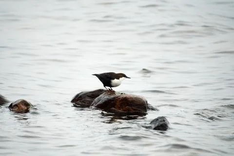 Dipper on the North river Stock Photos