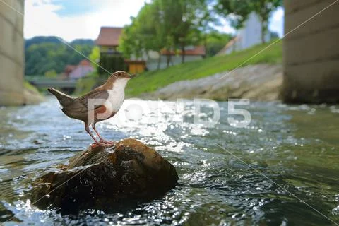 Dipper Stock Photos