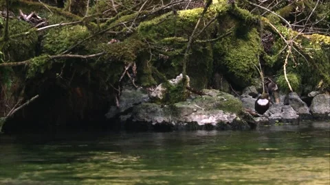 Dipper preens itself by the riverside Stock Footage 253168823