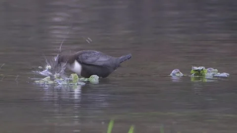 Dipper with prey in the water Stock Footage 263208988