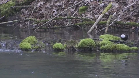 Dipper at rest by the river in spring Stock Footage 263189528