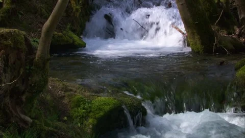 Dipper resting by a wild mountain stream Stock Footage 319003720