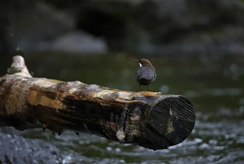 Dipper on the river Stock Photos
