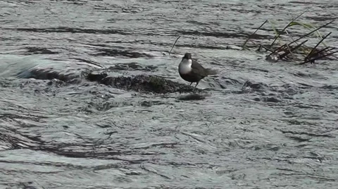 Dipper on rock bobbing up and down and shaking feathers Stock Footage 45402141