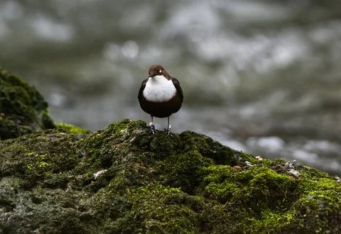 Dipper on a Rock Front Stock Photos