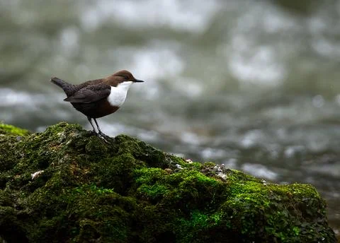 Dipper on a Rock Side Stock Photos