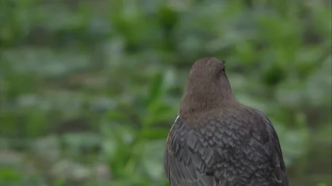 Dipper is singing Stock Footage 252063277