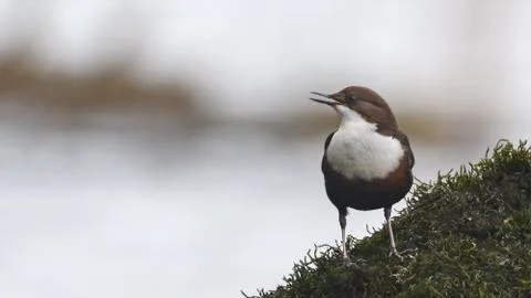 Dipper singing Stock Photos