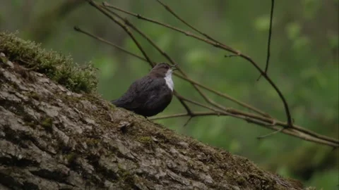 Dipper is singing in springtime  Stock Footage 252763644