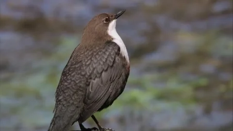 Dipper singing by the water Stock Footage 246852547