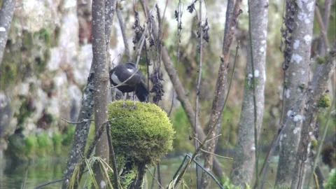 Dipper sits on a tree stump with moss Stock Footage 249068955