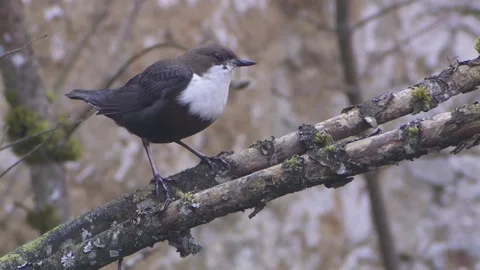 Dipper is sitting on a branch Stock Footage 263208987