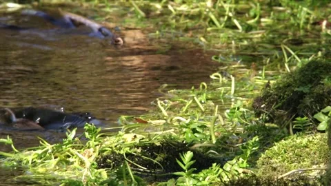 Dipper in the water Stock Footage 246852629