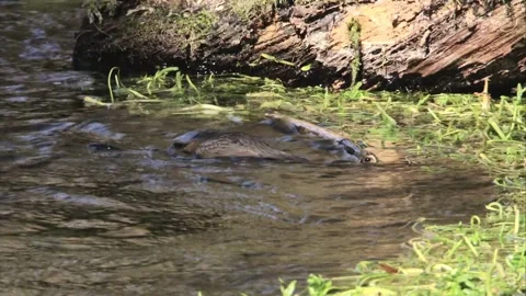 Dipper in the water Stock Footage 246852648