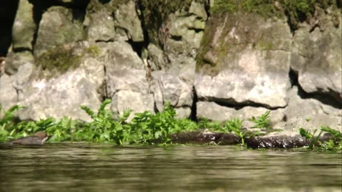 Dipper in the water Stock Footage 249068818