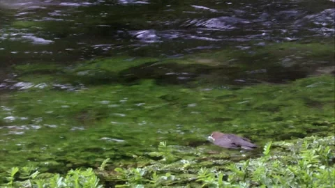 Dipper in the water  Stock Footage 251139893