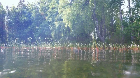 Dipping camera under water surface among water lobelias Stock-Footage 120783822