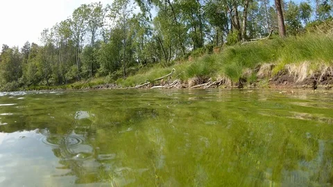 Dipping camera underwater in spring lake with water-starwort vegetation Stock Footage 117785757