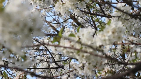 Dipping Cherry Blossom Branches. camera movement Video stock 37100500