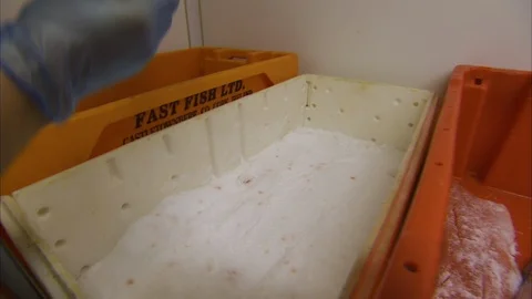 Dipping salmon to salt Stock Footage 86261885