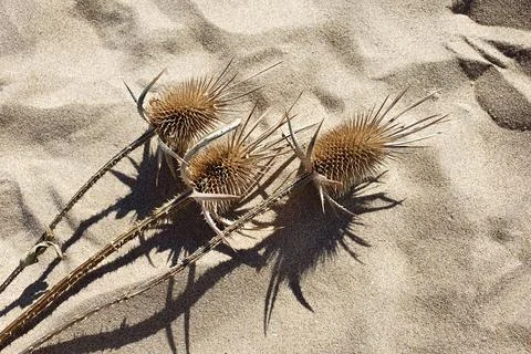 Dipsacus. Dried thorn herbs with shadow on beach sand. Dipsacus Sativus Stock Photos