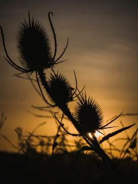 Dipsacus Fullonum Silhouettes with Sunlight in Backlight Composition Stock Photos