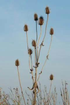 Dipsacus laciniatus Stock Photos