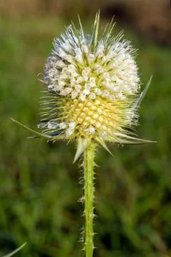 Dipsacus laciniatus Stock Photos