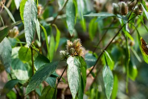 Dipsacus pilosus or Small Teasel also called Caprifoliaceae Foto stock