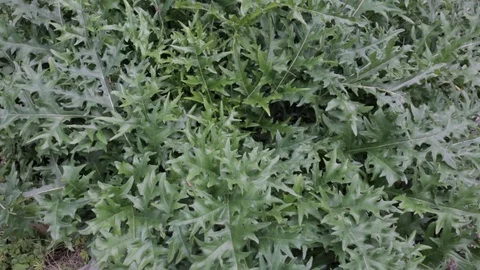 Dipsacus Teasel Cutleaf Alexandra Palm Leaves Stock Footage 99792385