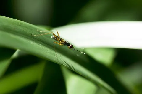 Diptera is on the leaf. Stock Photos