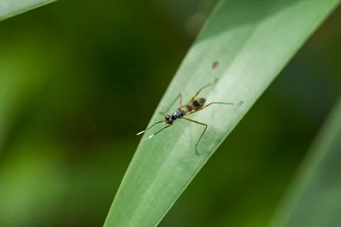 Diptera is on the leaf. Stock Photos