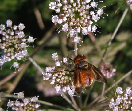 Diptera in natural back Stock Photos