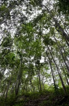 Dipterocarp forest Stock Photos