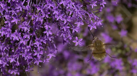 Dipterous bombyliidae Stock Footage 39804345