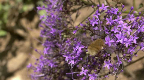 Dipterous Video stock 39803949